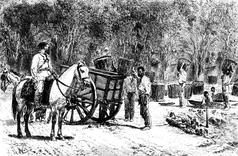 Coffee harvest brazil