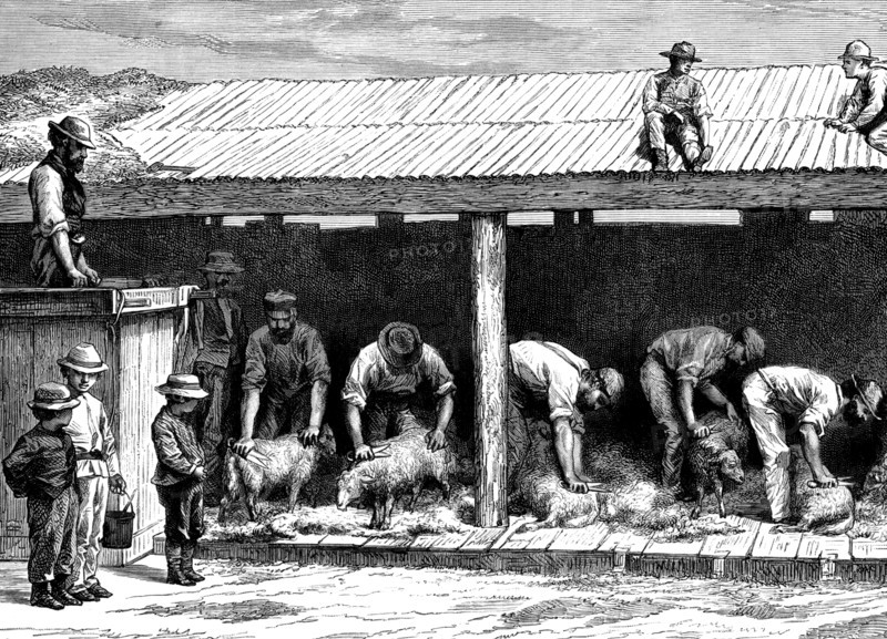 Clippers are very sharp, sheepshearer is very careful, to give confort to the sheeps. finer wools are used for strong wearing clothes or overcoats. 1886  australia sheepshearing
