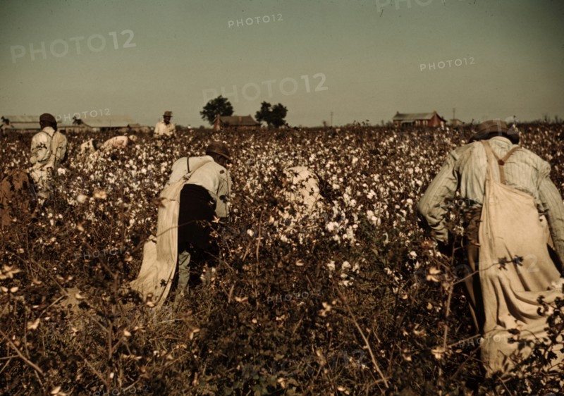Day laborers picking cotton near Clarksdale, Miss.