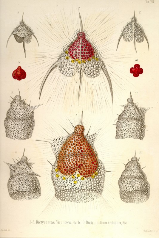 Dictyoceras Virchowii, Dictyopodium trilobum