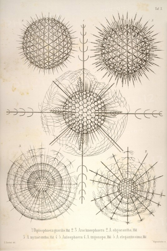 Diplosphaera gracilis, Arachnosphaera, & Aulosphaera