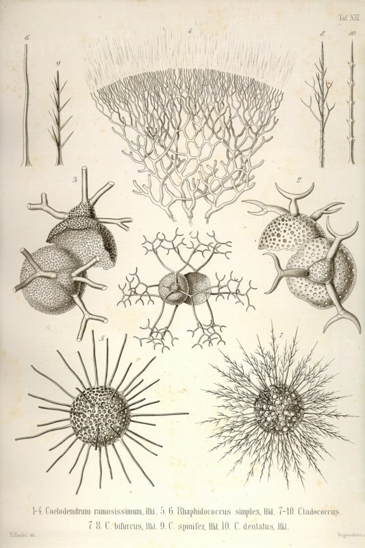 Coelodendrum Ramosissimum and others
