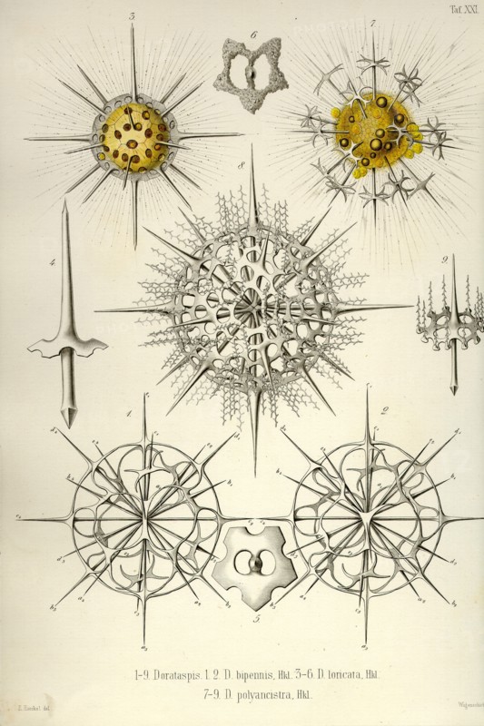Dorataspis, D. Bipennis, D. Loricata, D. Polyancistra