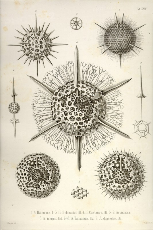 Haliomma, H. Echinaster, H. Castanea, Actinomma, A. Inerme, A. Trinacrium, A. Drymodes