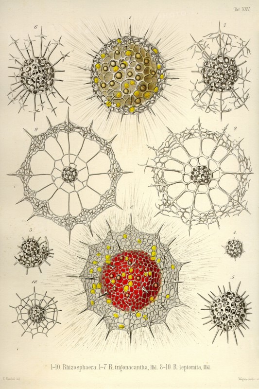 Rhizosphaera, R. Trigonacantha, R. Leptomita
