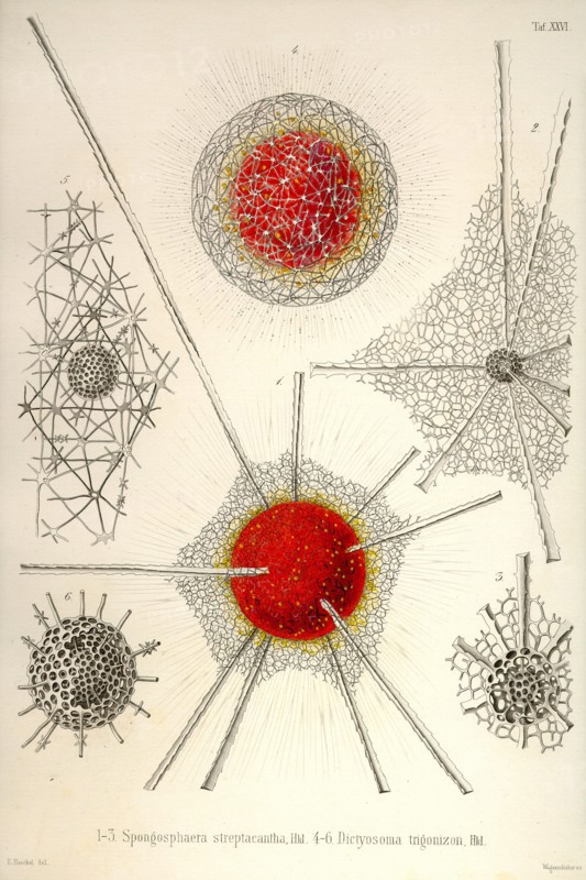 Spongospaera Streptacantha and Dictyosoma Trigonizon