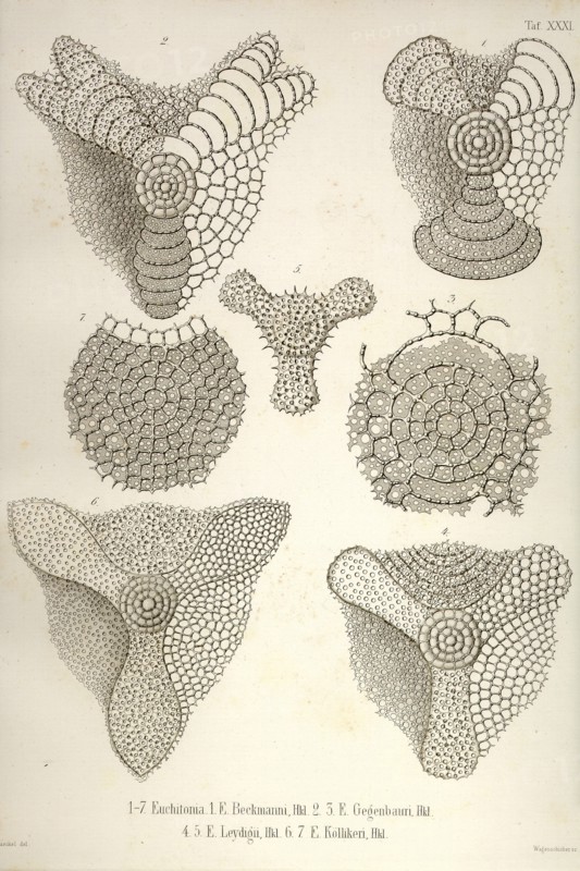 Collection of Euchitonia