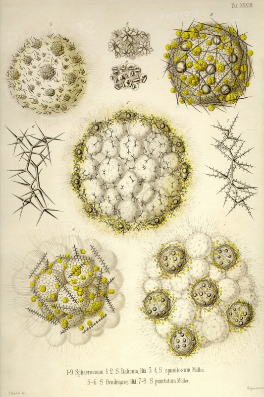 Sphaerozoum, S. Italicum, S. spinulosum, S. Ovodimare, S. punctatum