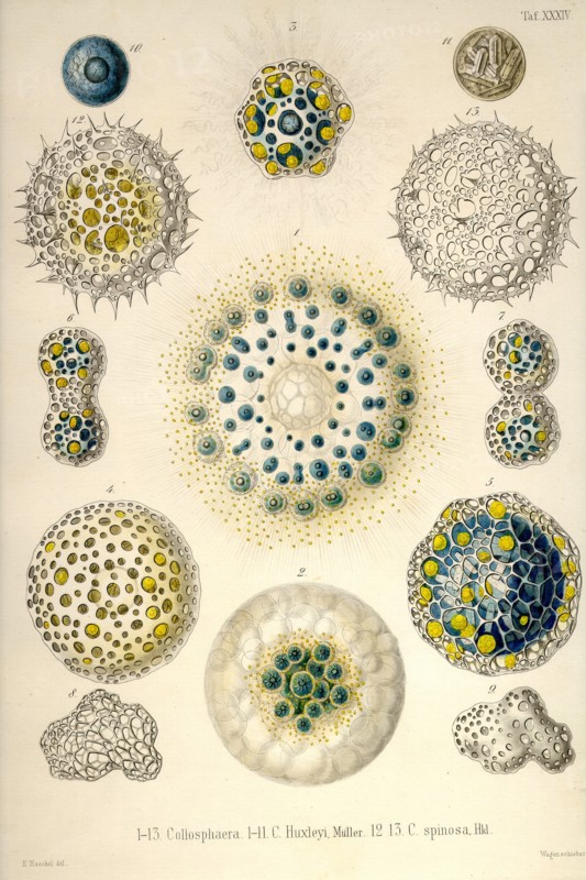 Collosphaera, C. Huxleyi, C. Spinosa