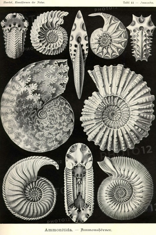 Ammonites