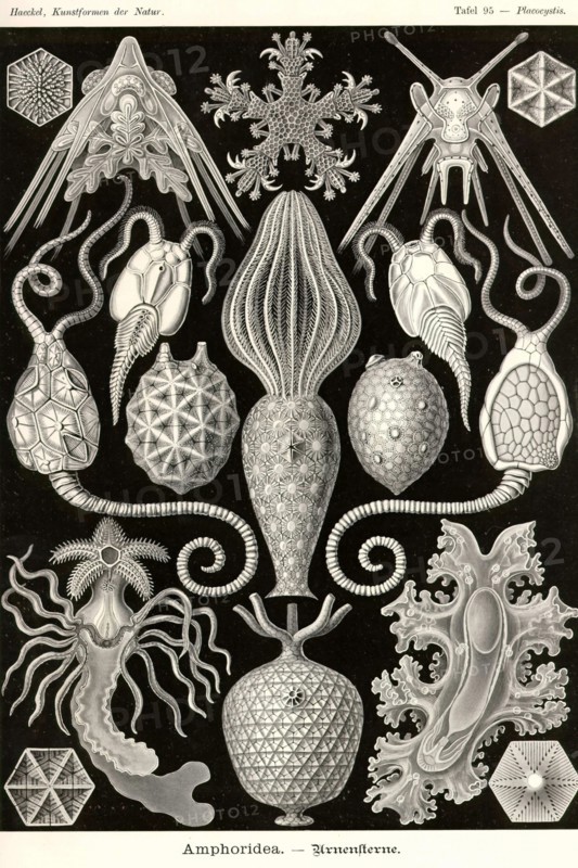 Amphoridea