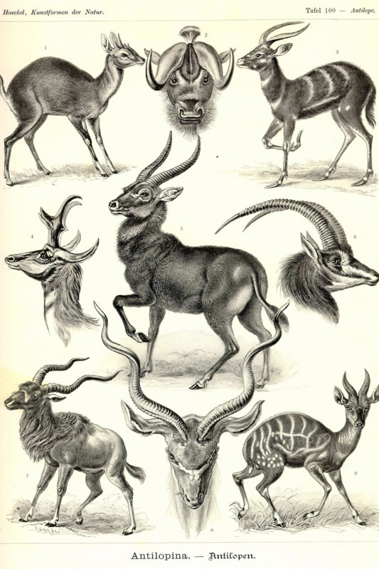 Antilopina