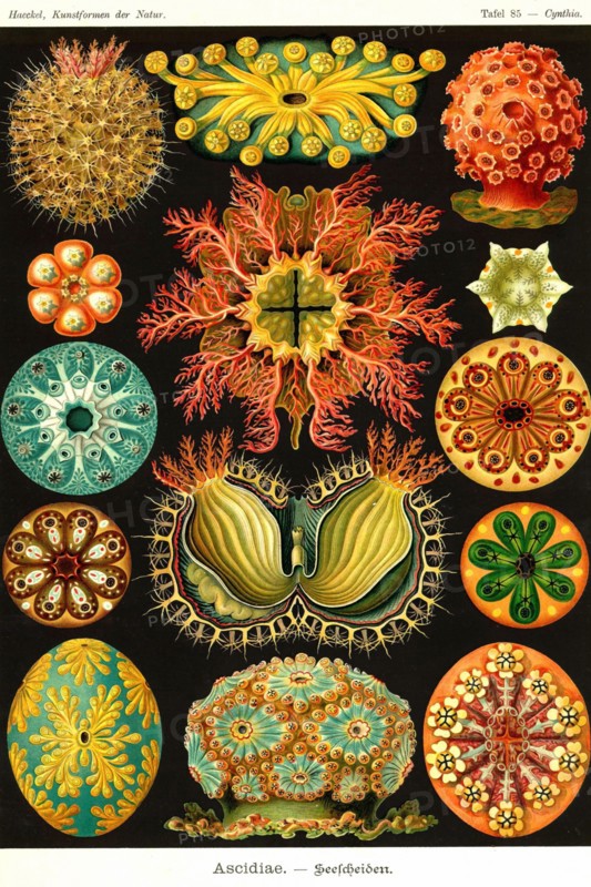 Ascidiae
