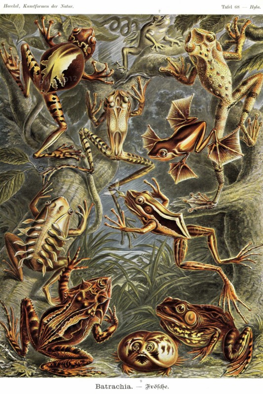 Frogs