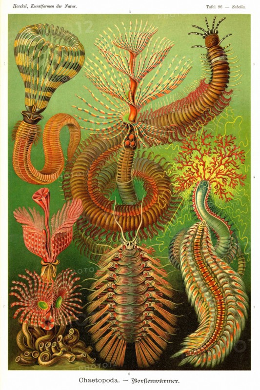 Worms