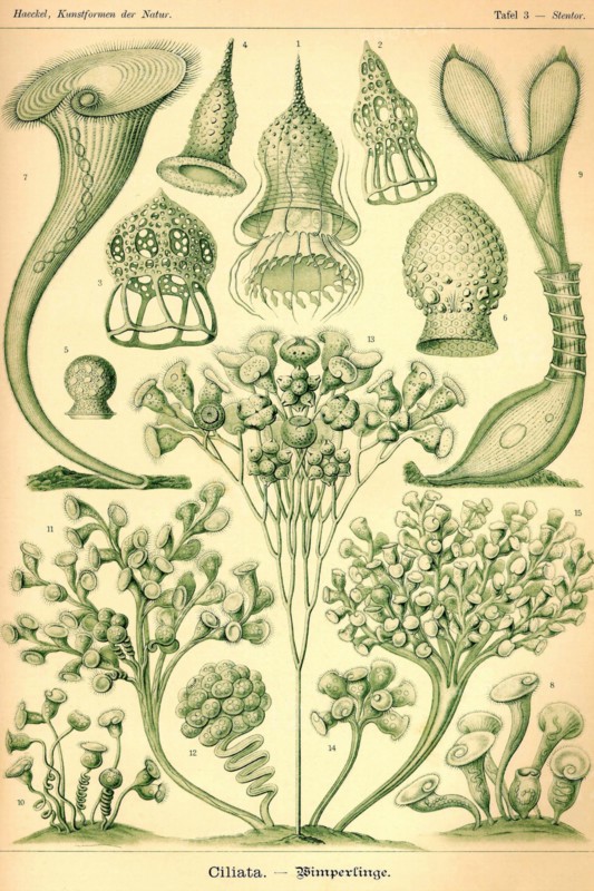 Ciliata