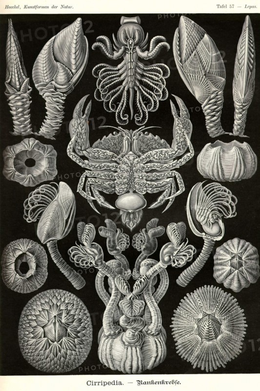 Barnacles