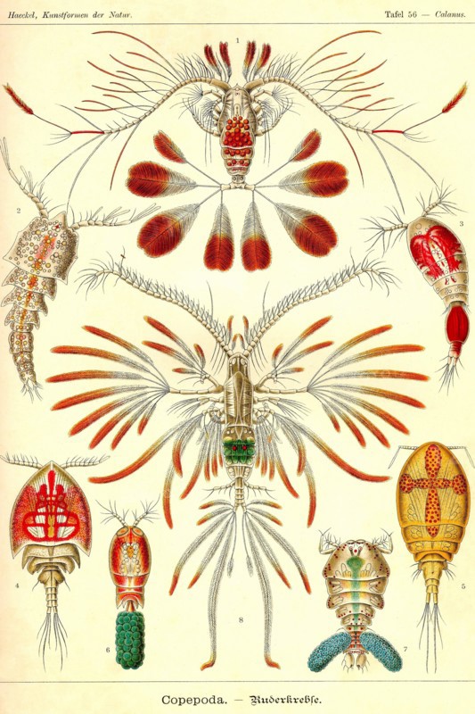 Crustaceans