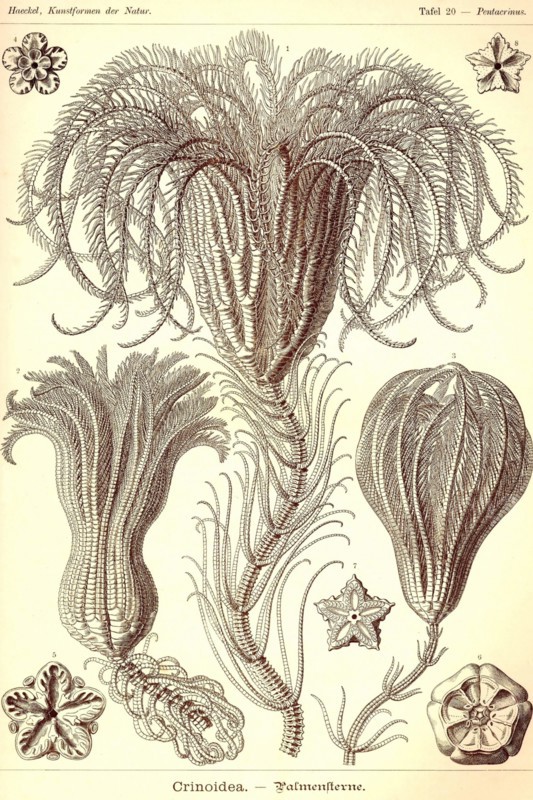 Crinoids