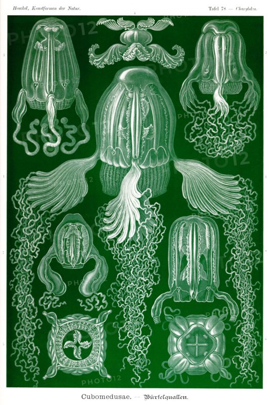 Box Jelly Fish