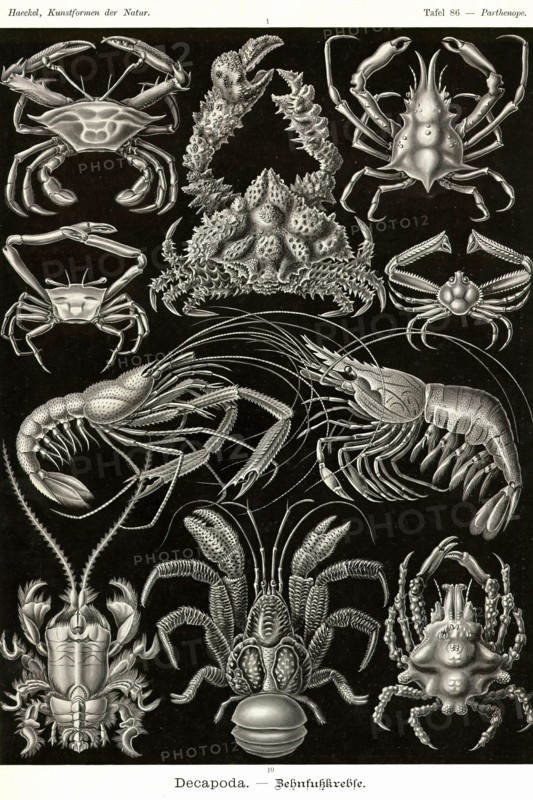 Crustaceans
