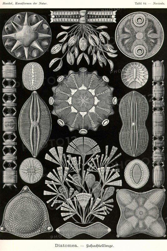 Diatoms