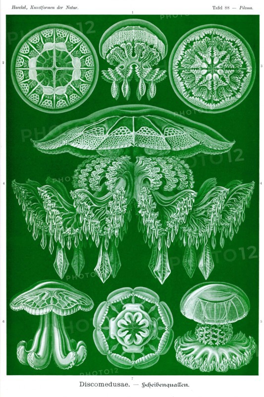 Jelly Fish
