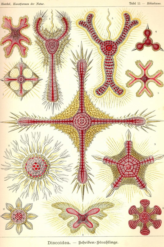 Discoidea