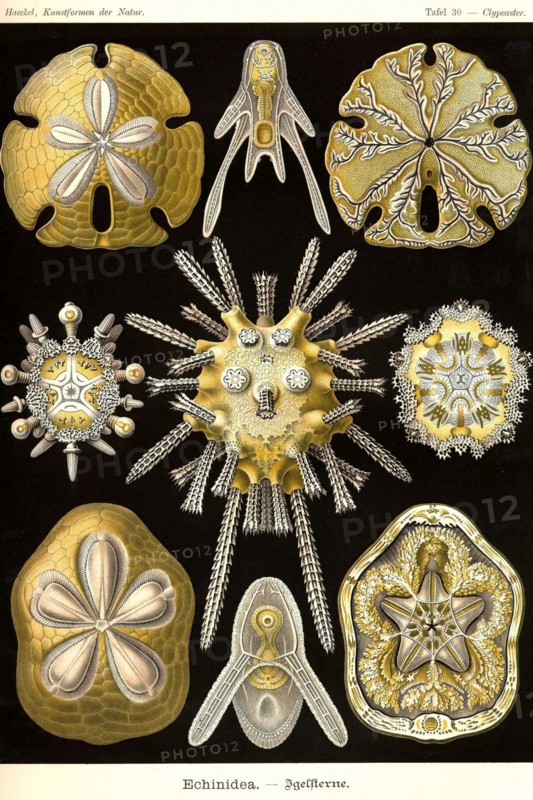 Echinoderms