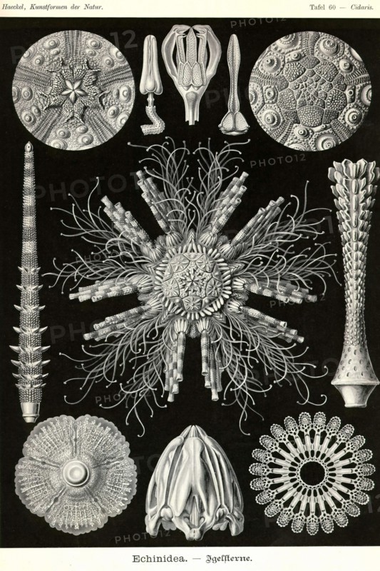 Echinoderms