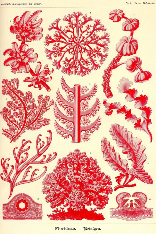 Floridae