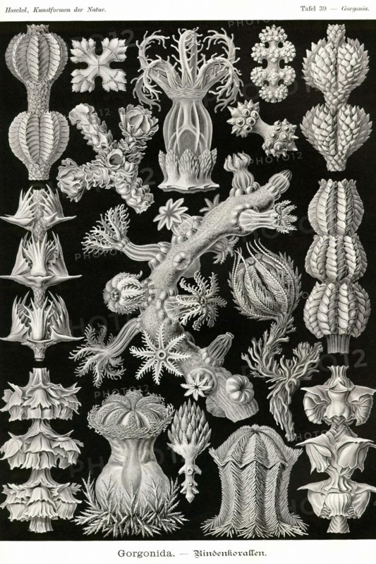 Gorgonida