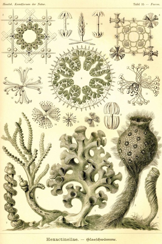 Hexactinellae