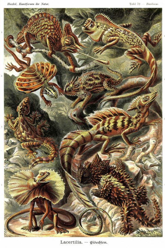 Lizards