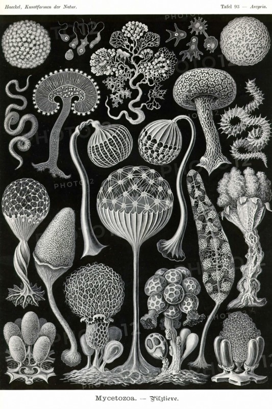 Slime Molds