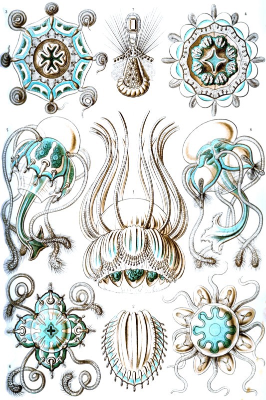 Narcomedusae