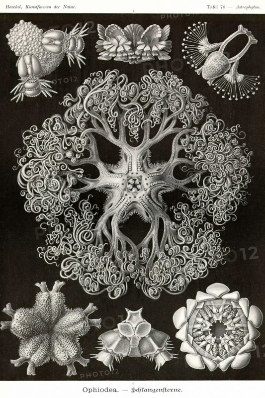 Brittle Stars