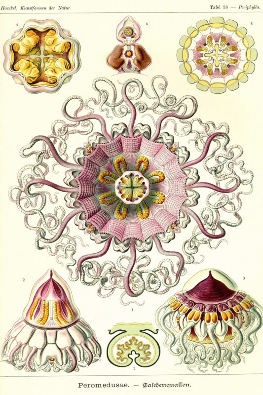 Jelly Fish