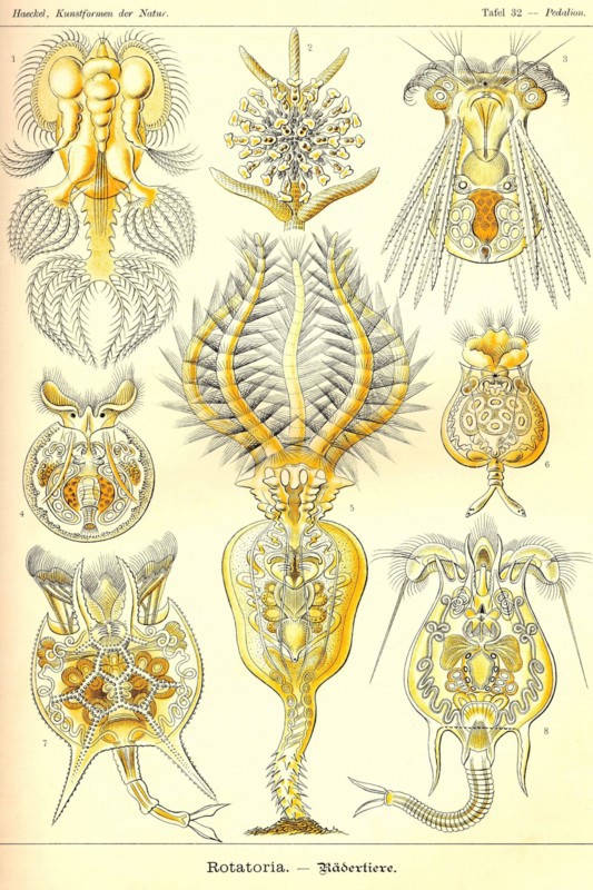 Rotatoria, rotifera worms