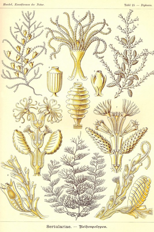 Sertulariae