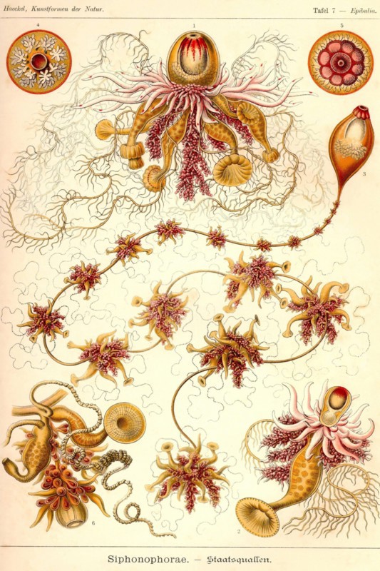 Siphoneae Hydrozoa