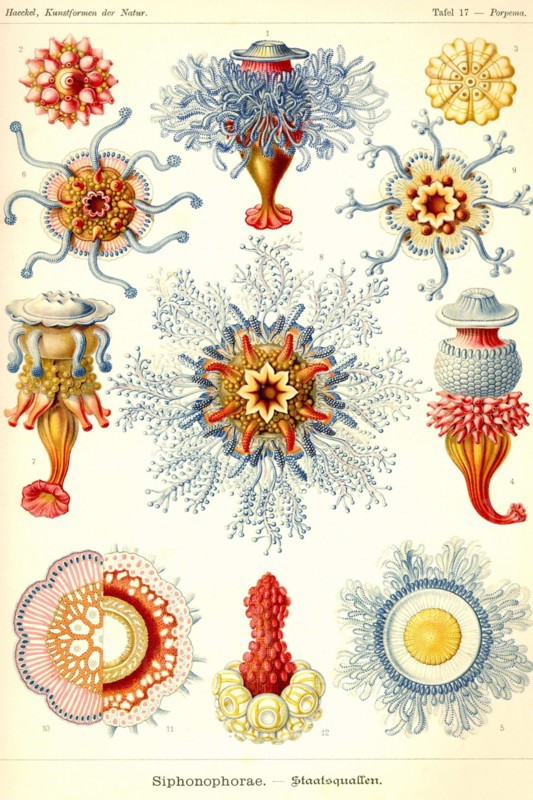 Siphoneae Hydrozoa