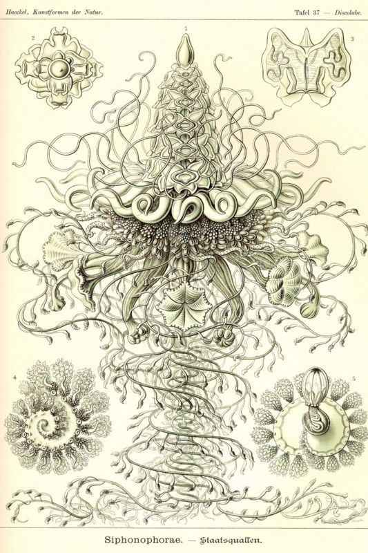 Siphoneae Hydrozoa