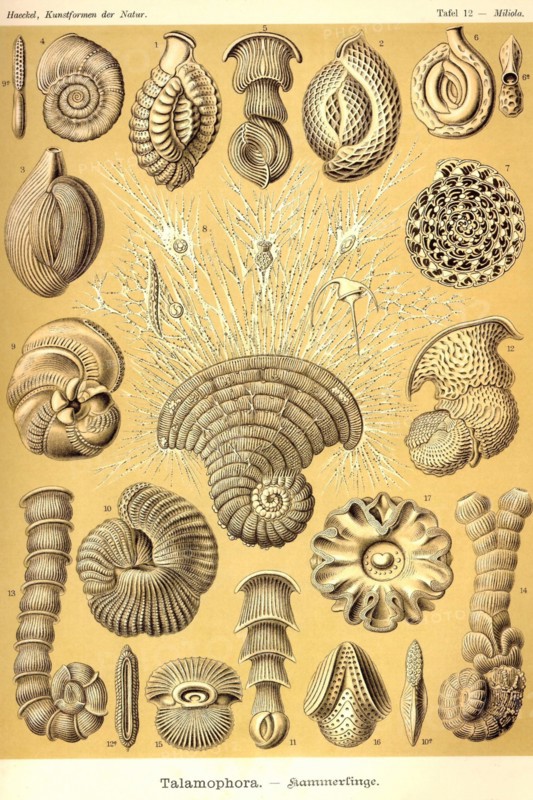 Talamophora- Formanifera, Rhisopods