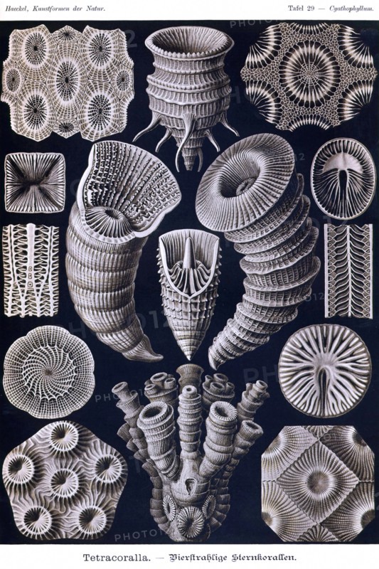 Tetracoralla - Coral