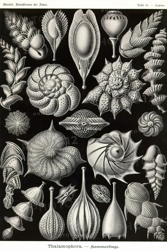 Thalamophora - Forminifera