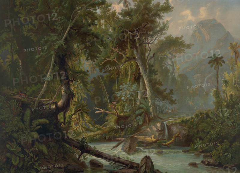 South American Forest