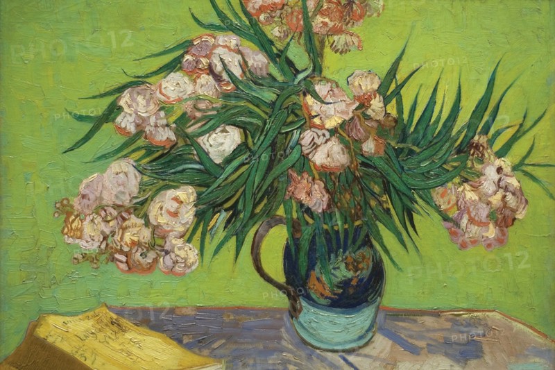 Oleanders