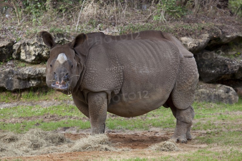 Rhinoceros