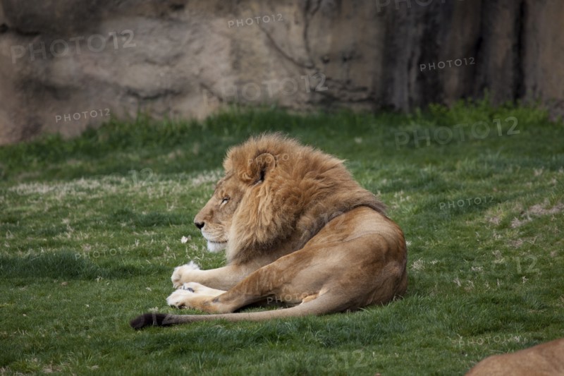 Male  Lion at Rest